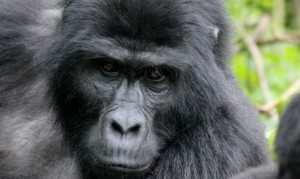 Gorillas in the Virunga mountains