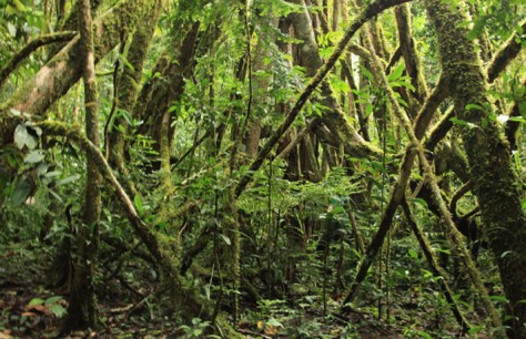 PAPUA NEW GUINEA: MOUNT BOSAVI - Epic Tomato