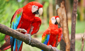 Parrots brighten the trees in Belize